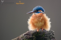 IJsvogel_HB28436