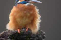 IJsvogel_HB28441