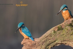 IJsvogel_HB28474