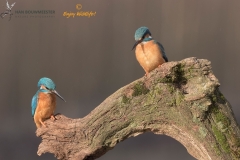 IJsvogel_HB28484