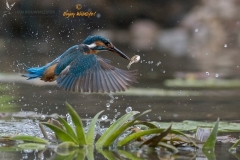 IJsvogel_HB29880