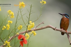 IJsvogel_HB42592