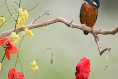 IJsvogel_HB42602