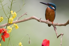 IJsvogel_HB42616