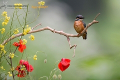 IJsvogel_HB42629