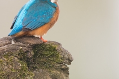 IJsvogel_HB47987-1