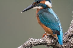 IJsvogel; Common Kingfisher; Alcedo atthis