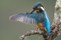 IJsvogel; Common Kingfisher; Alcedo atthis
