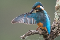 IJsvogel; Common Kingfisher; Alcedo atthis