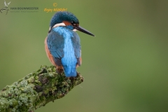 IJsvogel op zijn rug gezien visend vanaf een tak boven het water