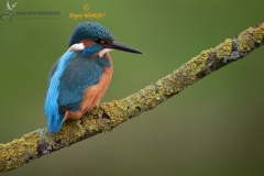 IJsvogel op zijn rug gezien visend vanaf een tak boven het water