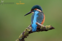 IJsvogel op zijn rug gezien visend vanaf een tak boven het water