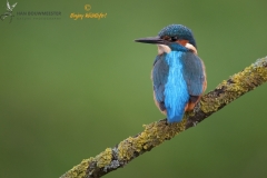 IJsvogel op zijn rug gezien visend vanaf een tak boven het water