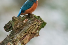 IJsvogel_HBN2519