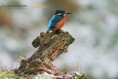 IJsvogel_HBN2522