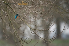 IJsvogel_HBN2532
