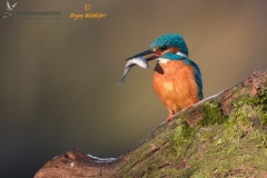 IJsvogel_HBN8853