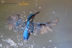 Ijsvogel_HB28421