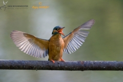 ijsvogel_HBN3147