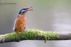 ijsvogel_HBN3340