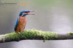 ijsvogel_HBN3345