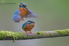 ijsvogel_HBN3421