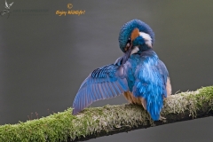 ijsvogel_HBN3498