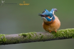 ijsvogel_HBN3585