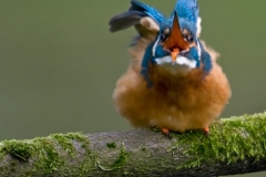 ijsvogel_HBN3589