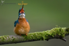 ijsvogel_HBN3592