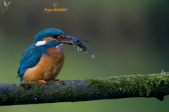 ijsvogel_HBN3813