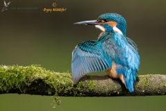 ijsvogel_HBN4100