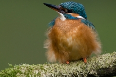ijsvogel_HBN4117