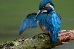 ijsvogel_HBN4222
