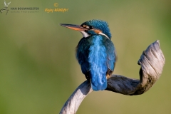 ijsvogel_HBN4420