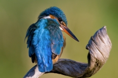 ijsvogel_HBN4427