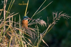 ijsvogel_HBN4605