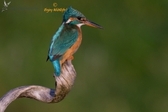 ijsvogel_HBN4618