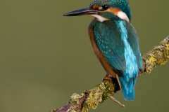 ijsvogel_HBN8947