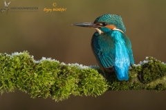 ijsvogel_HBO5857
