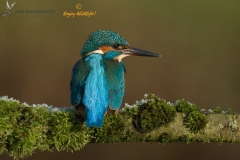 ijsvogel_HBO5861 nieuwe bewerking