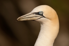 Jan van Gent_HBN3727