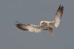 Jan van Gent_HBN3853