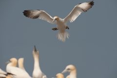 Jan van Gent_HBN3945