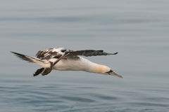 Jan van gent_HBN6678