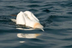 Jan van gent_HBN6705