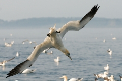 Jan van gent_HBN6722