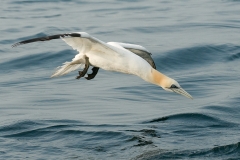 Jan van gent_HBN6758