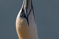 jan van gent_HBN2272