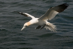 jan van gent_HBN2520